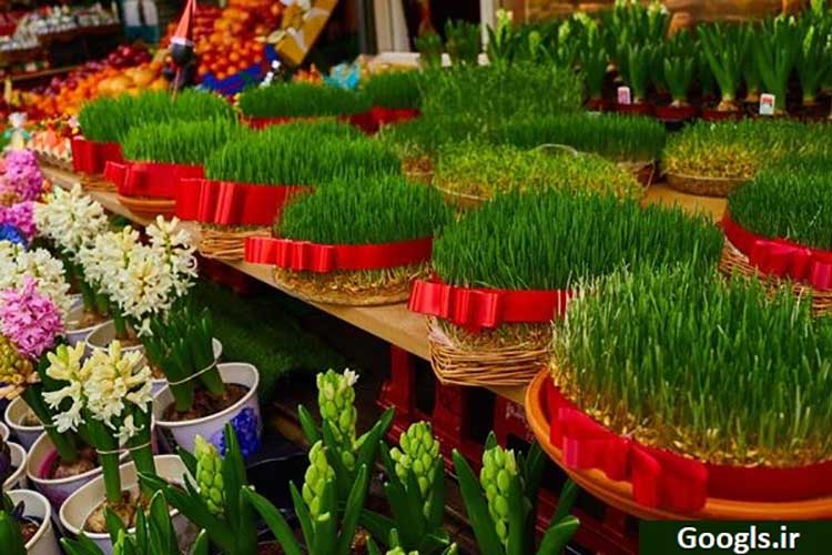 آموزش کاشت سبزه عید